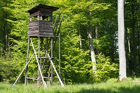 Foto: Hochsitz im Wald, Bildquelle: Gnter Steiner