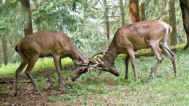 Foto: Wild, Bildquelle: Gnter Steiner